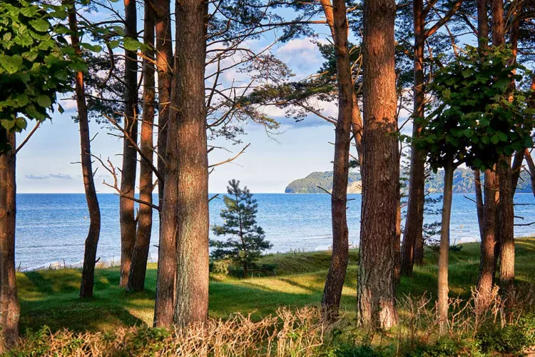 Coastal view of Rügen through the forest – the Rugard Thermal Strandhotel informs guests about environmental actions without using paper