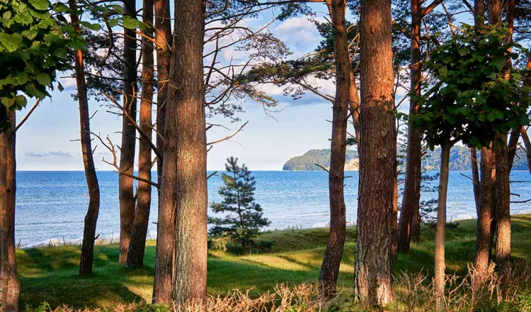 Küstenblick von Rügen aus dem Wald – das Rugard Thermal Strandhotel informiert Gäste papierarm über Umweltaktivitäten