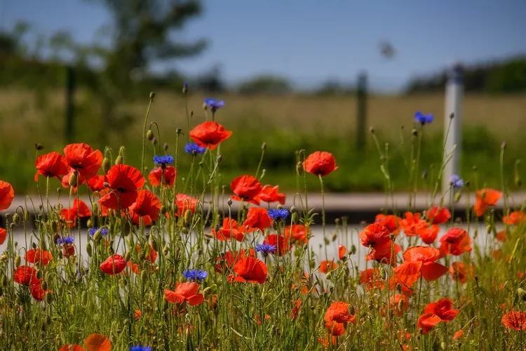 Wildflower meadow near the Rugard Thermal Strandhotel in Binz – symbol of active environmental protection on Rügen