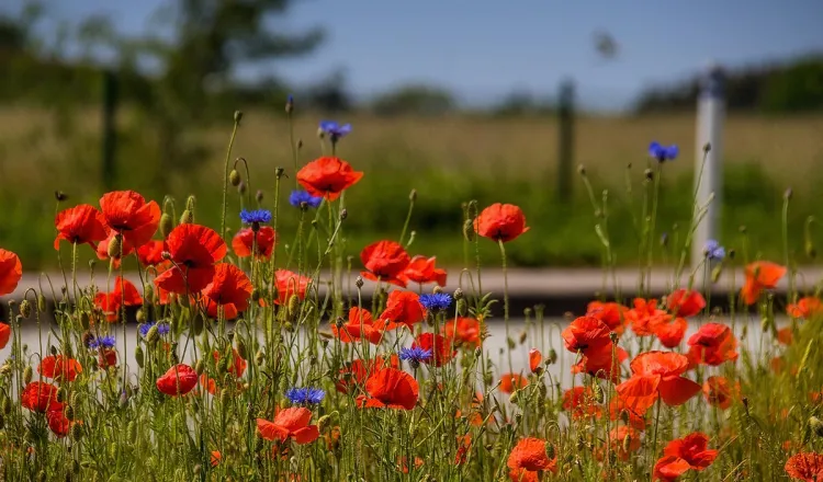 Wildblumenwiese nahe des Rugard Thermal Strandhotel in Binz – Zeichen für gelebten Umweltschutz auf Rügen