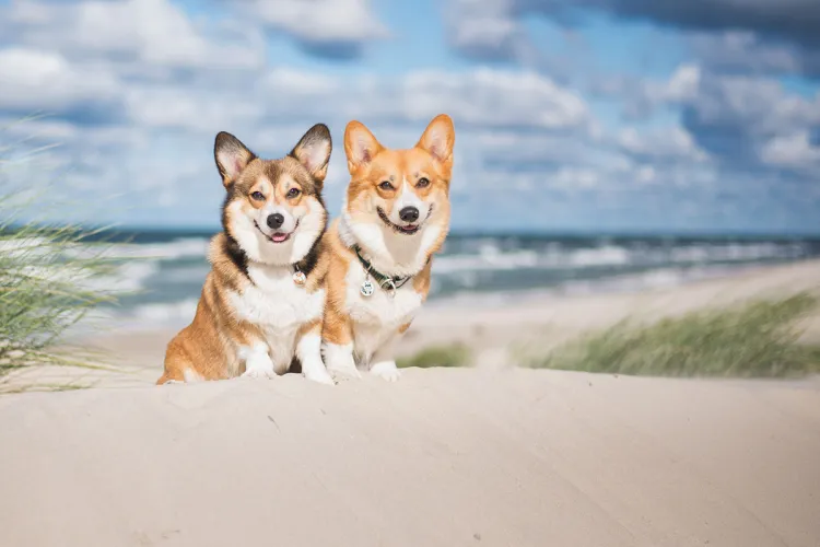 Two small dogs sit on the beach at the Baltic Sea.