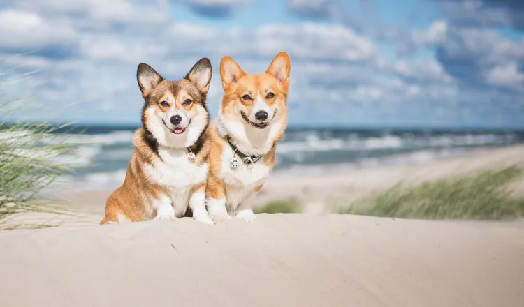 Zwei kleine Hunde sitzen am Strand an der Ostsee.